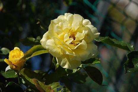 DSC_0226_20130719090621.jpg