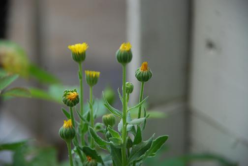 DSC_0012_20120801102226.jpg