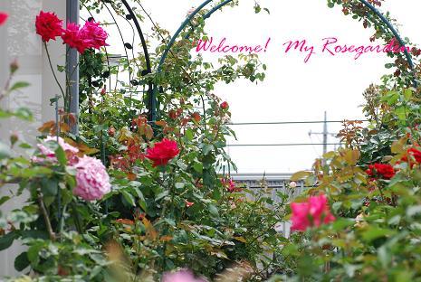 DSC_0094_20120628115359.jpg