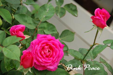 DSC_0067_20120629120641.jpg