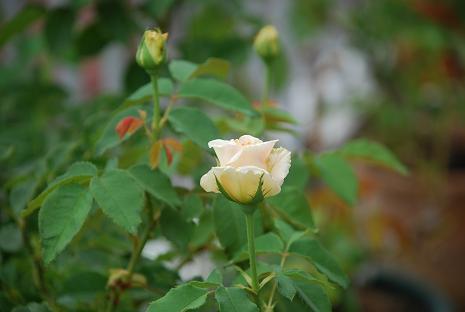 DSC_0145_20110702075646.jpg