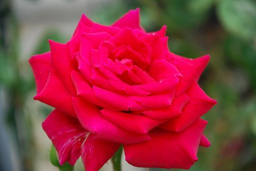 DSC_0041_20120621115306.jpg
