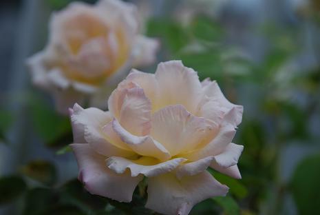 DSC_00011_20120722210125.jpg