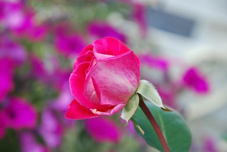 DSC_0055_20120929114835.jpg