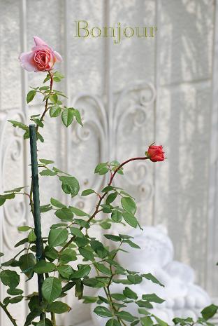 DSC_0007_20121027115031.jpg