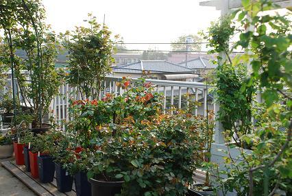 DSC_0020_20120425065616.jpg