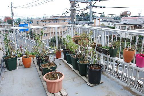 DSC_0009_20111129084914.jpg