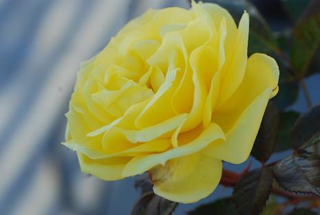 DSC_0081_20111225094530.jpg