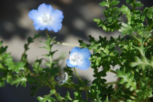 DSC_0504.jpg