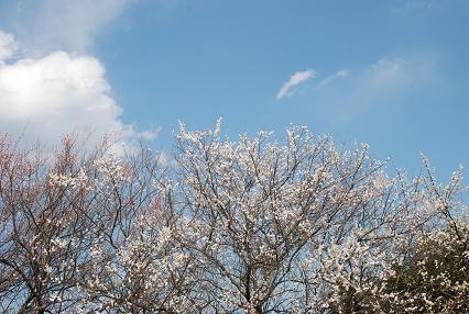 DSC_0079_20120410110121.jpg