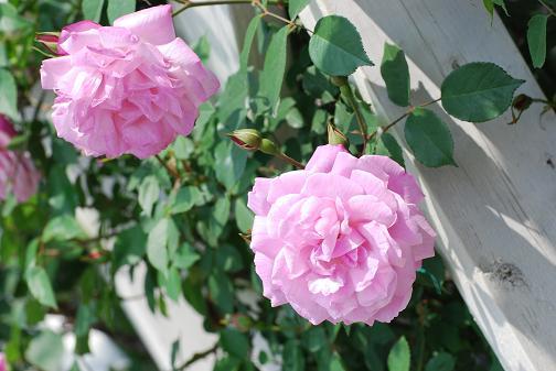 DSC_0048_20130426175356.jpg