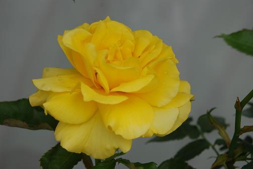 DSC_00391_20120621115445.jpg