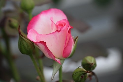 IMG_6631