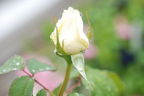 DSC_0009_20120609101058.jpg