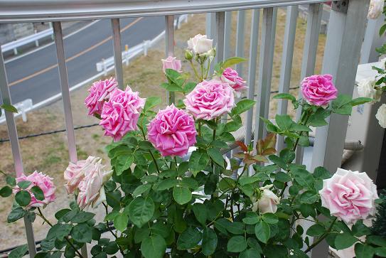 DSC_0057_20130526065612.jpg