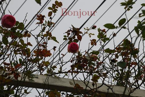 DSC_0150_20111209102406.jpg