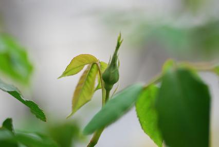 DSC_0043_20120420090217.jpg
