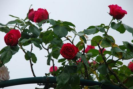 DSC_0012_20120722210125.jpg