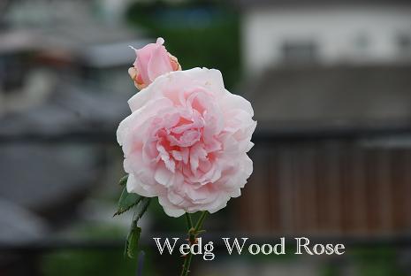 DSC_0061_20120626110128.jpg