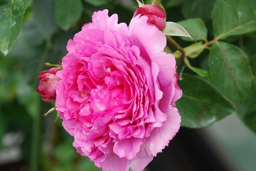 DSC_0050_20120603100757.jpg