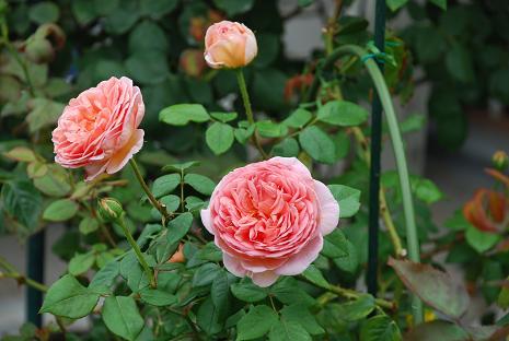 DSC_0137_20130621095230.jpg
