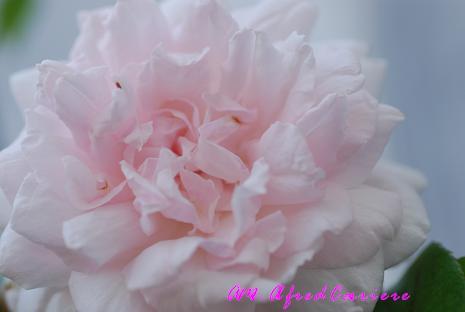 DSC_0006_20120628115356.jpg