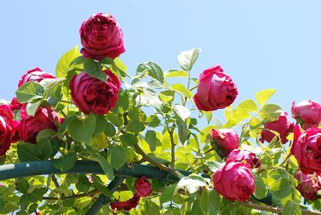 DSC_0477.jpg