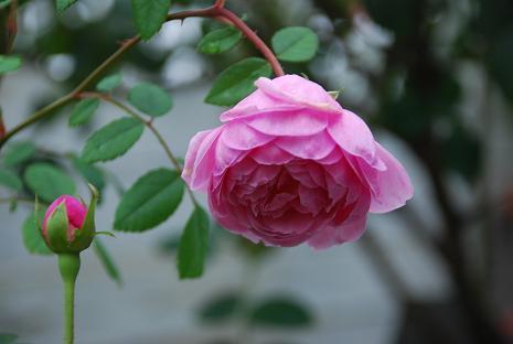 DSC_0023_20120922112706.jpg