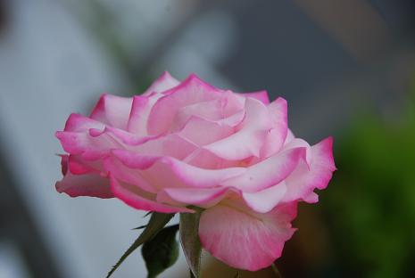 DSC_00081_20120722210300.jpg
