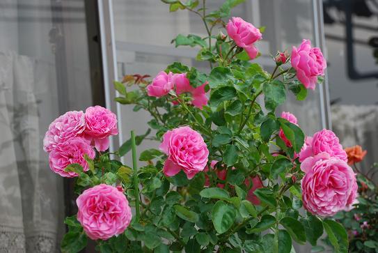 DSC_0049_20130526065610.jpg