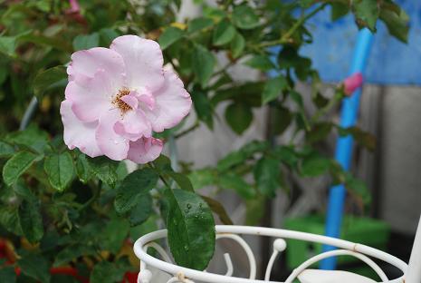 DSC_0146_20130625091551.jpg