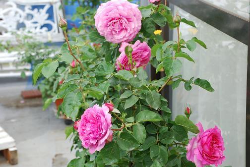 DSC_0049_20120603100759.jpg