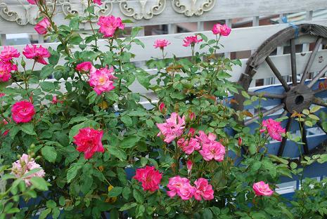 DSC_01431.jpg