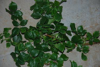 DSC_0039_20120618075950.jpg