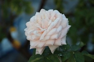 IMG_6716