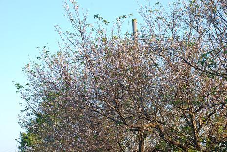 DSC_0037_20111029144550.jpg