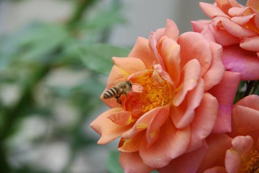 DSC_0081_20120610110632.jpg