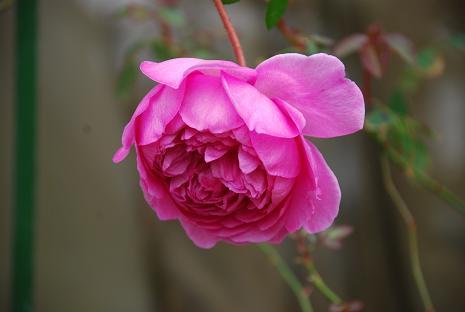 DSC_0002_20121117120611.jpg