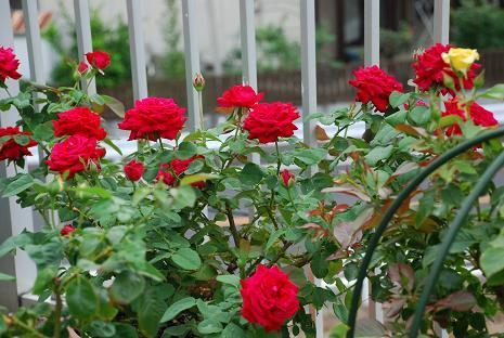 DSC_0376.jpg