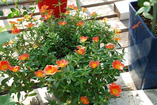 DSC_0043_20120823085831.jpg