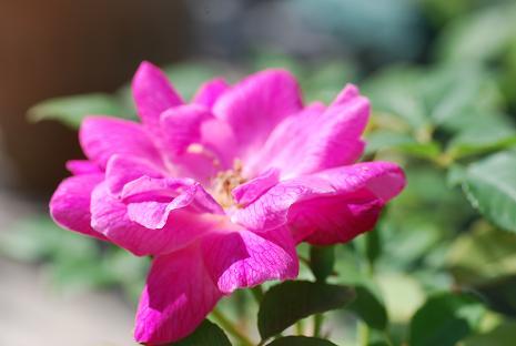 DSC_00101.jpg