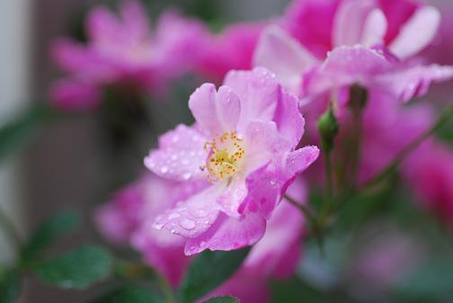 DSC_0104_20120522120133.jpg