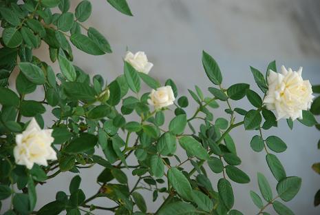 DSC_0015_20120922112527.jpg