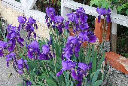 DSC_0046_20120417113612.jpg
