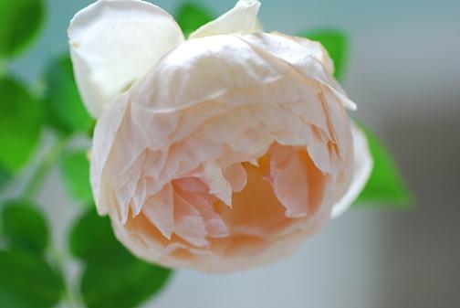 DSC_0046_20130823120714c66.jpg