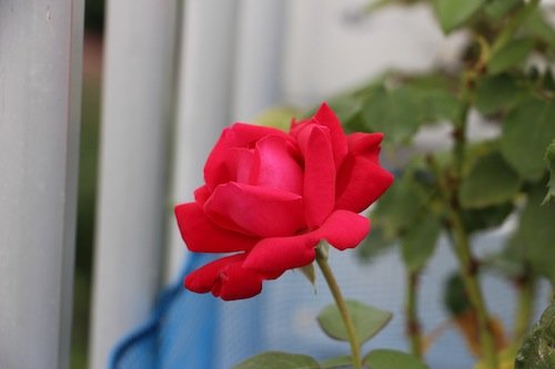IMG_6613