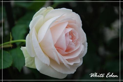 DSC_0065_20120615065545.jpg