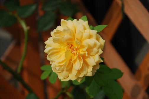 DSC_0020_20120729103618.jpg