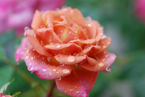 DSC_0028_20120609101243.jpg