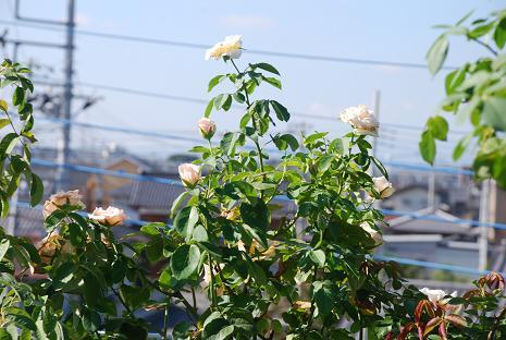 DSC_0028_20120826112948.jpg